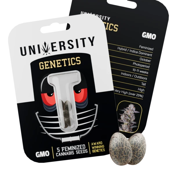 Seeds – GMO – NO BG